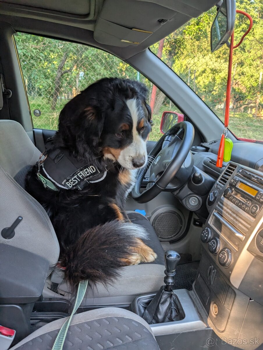 Bernský salašnícky pes - krytie - 2