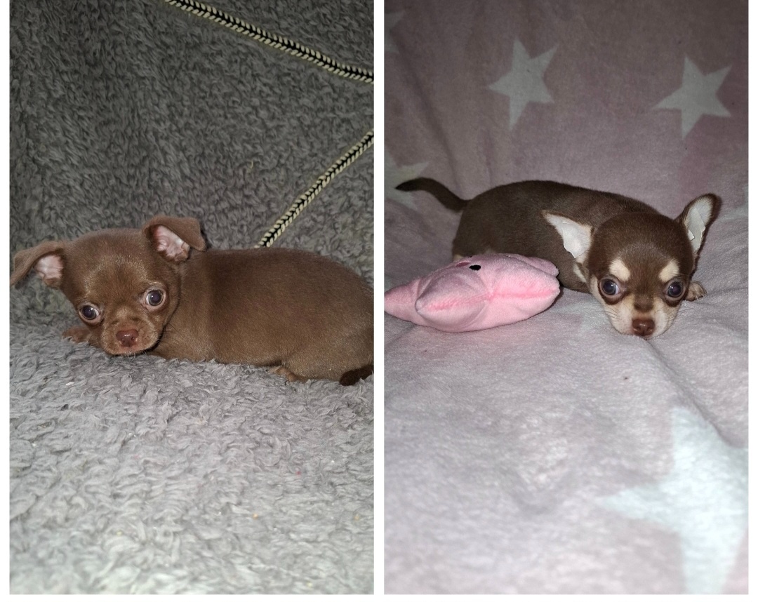 čivava šteniatka - 2