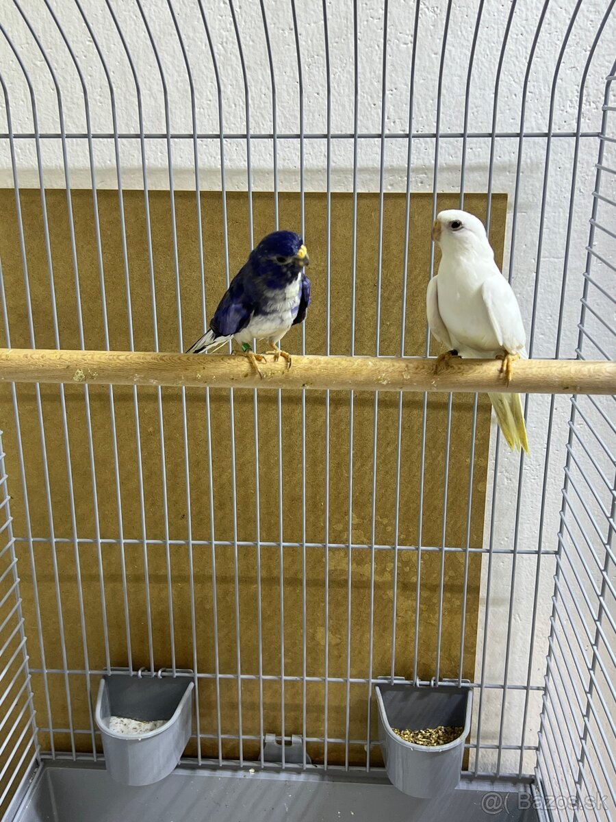 Neofema modrohlavá - 2