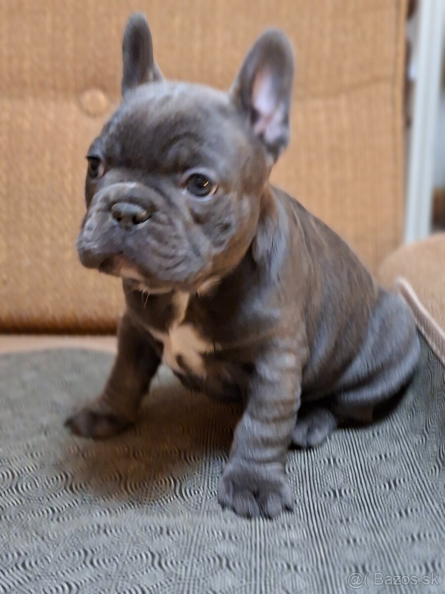 Francúzsky buldoček modrý - 2