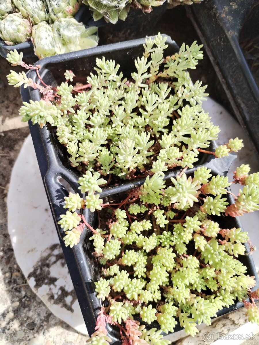 Rozchodniky väčšie množstvo - 2