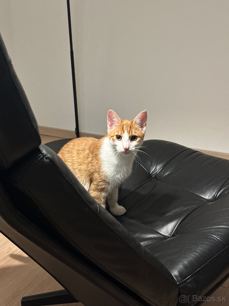 Kocur Rudolf zadarmo - 2