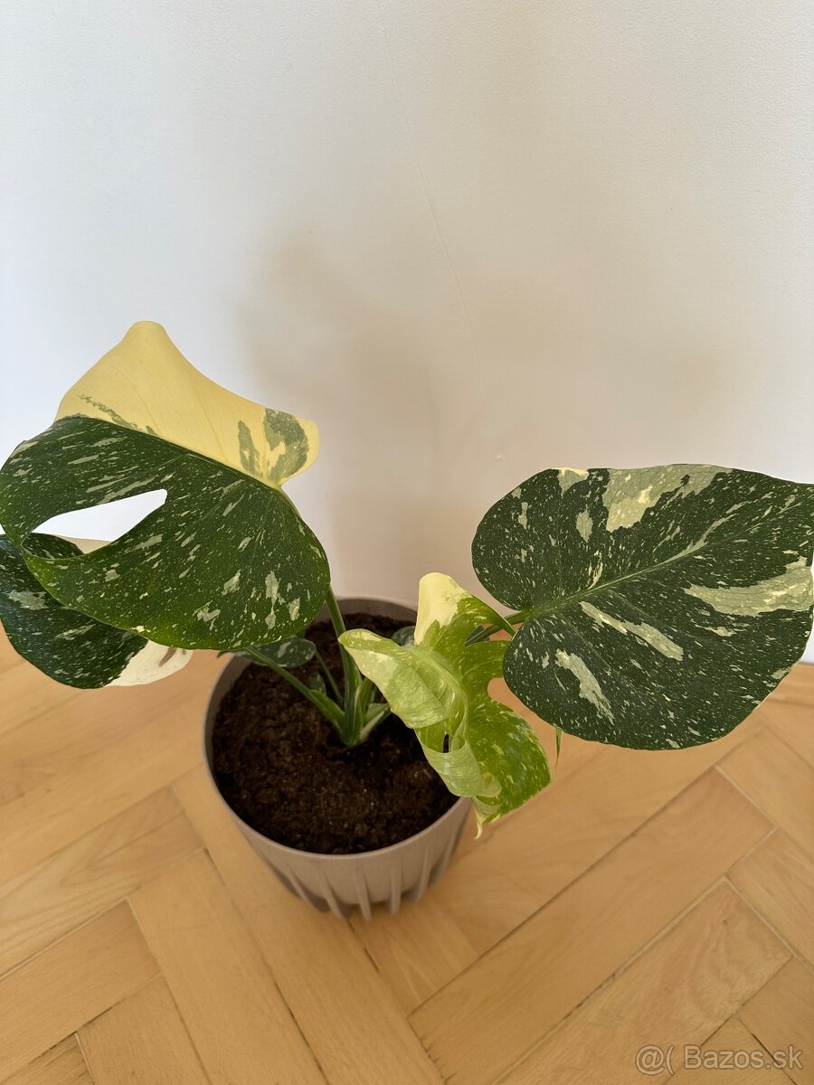 Monstera thai constalation - 2