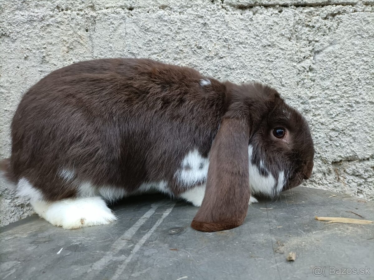 FB králiky - 2