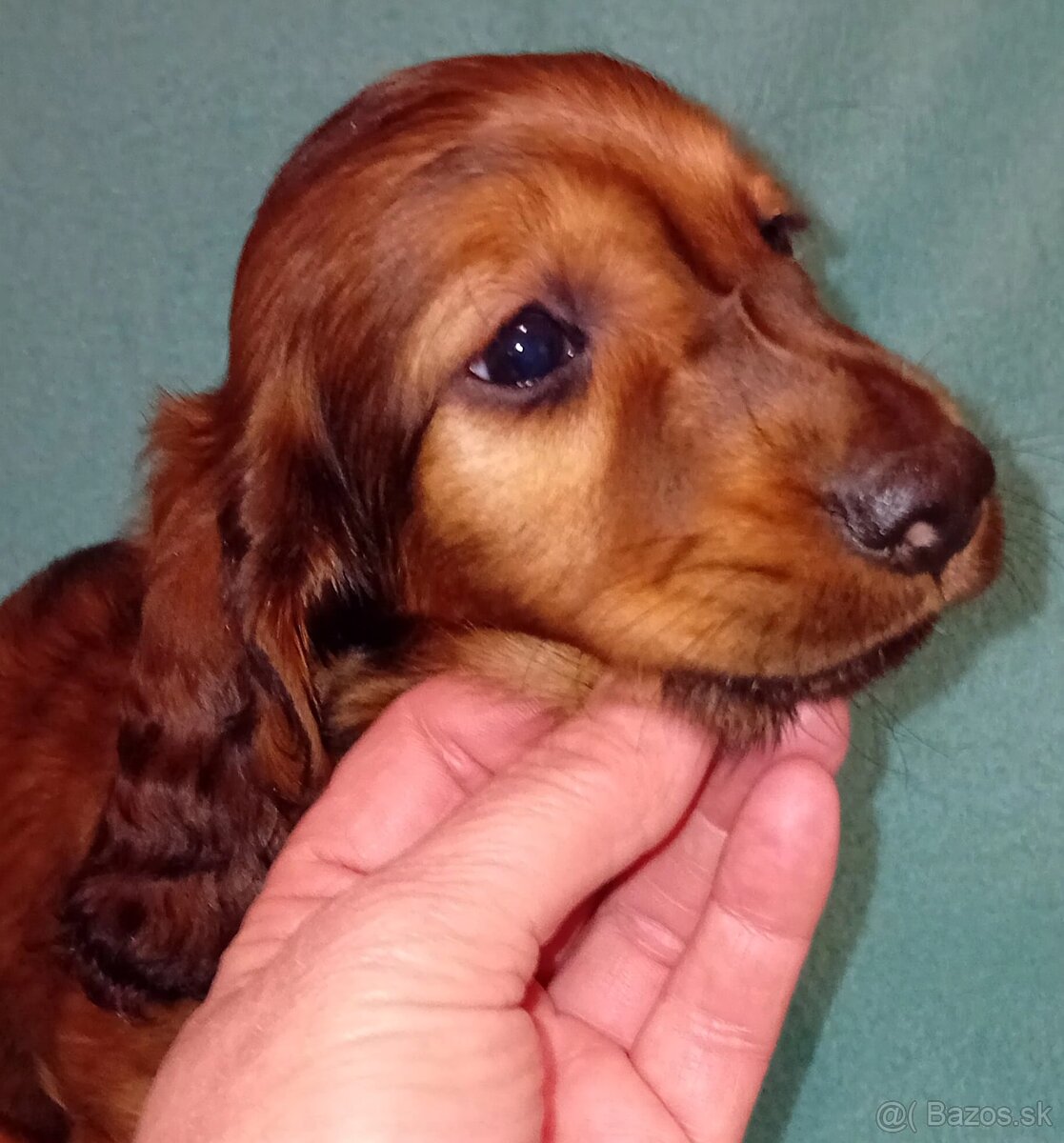 jazvečík dlhosrstý štandardný - 2