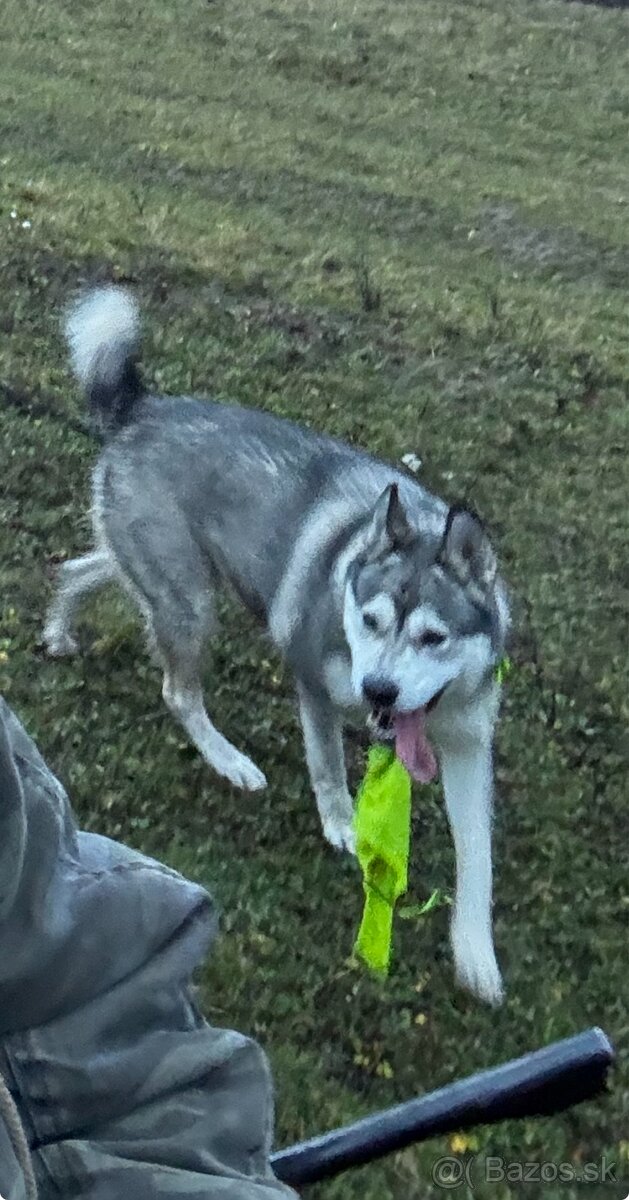 Aljašský Malamut Ema - 2