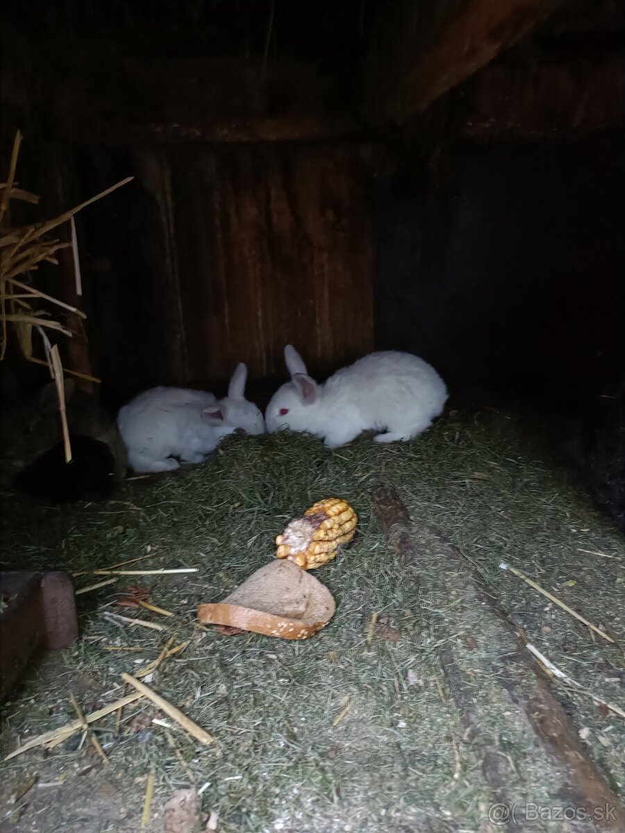 Predám králiky - 2