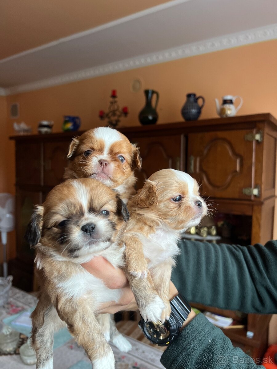 Šteniatko Pekinez - 2