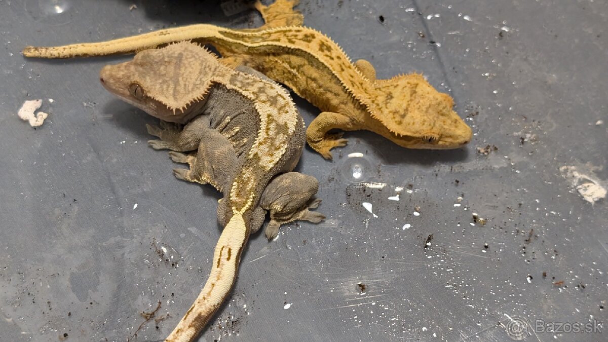 Pagekony riasnaté (samec a samica) - 2