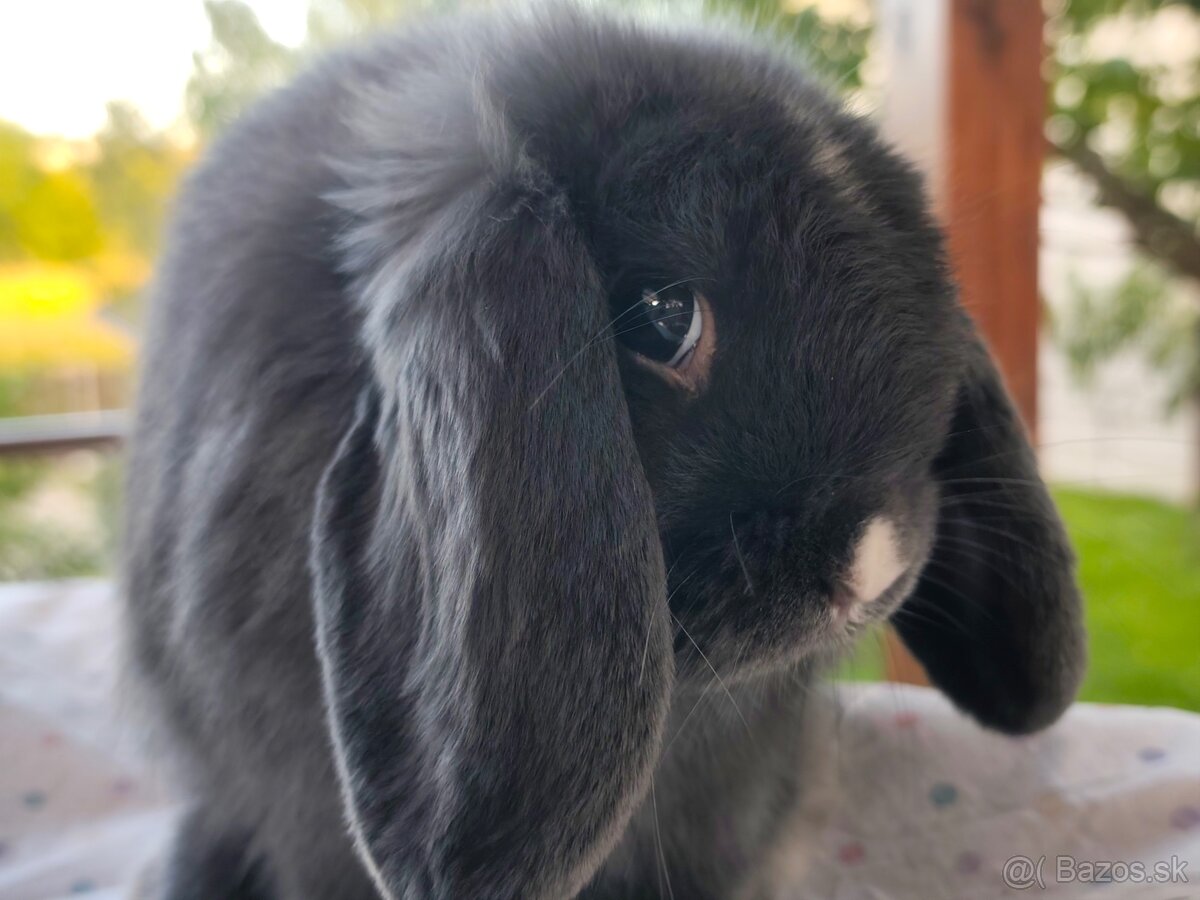 Minilop samcek 8mes z reg. chovu - 2