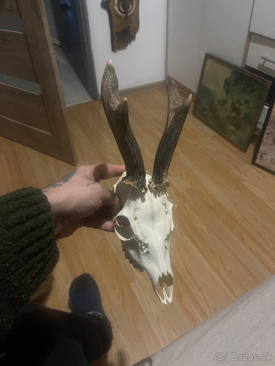 Trofej ,srnec ,zhody ,parohy ,parožie - 2