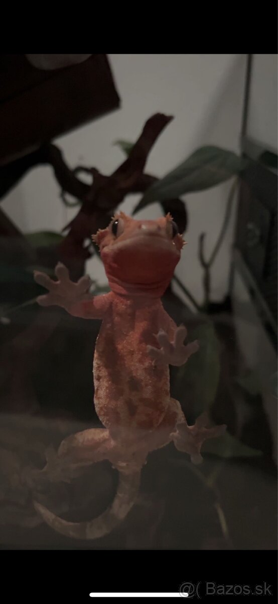 Pagekon riasnaty samica - 2