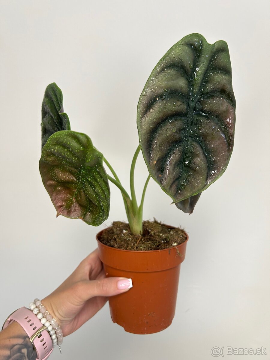 Alocasia ‘Red Secret’ - 2