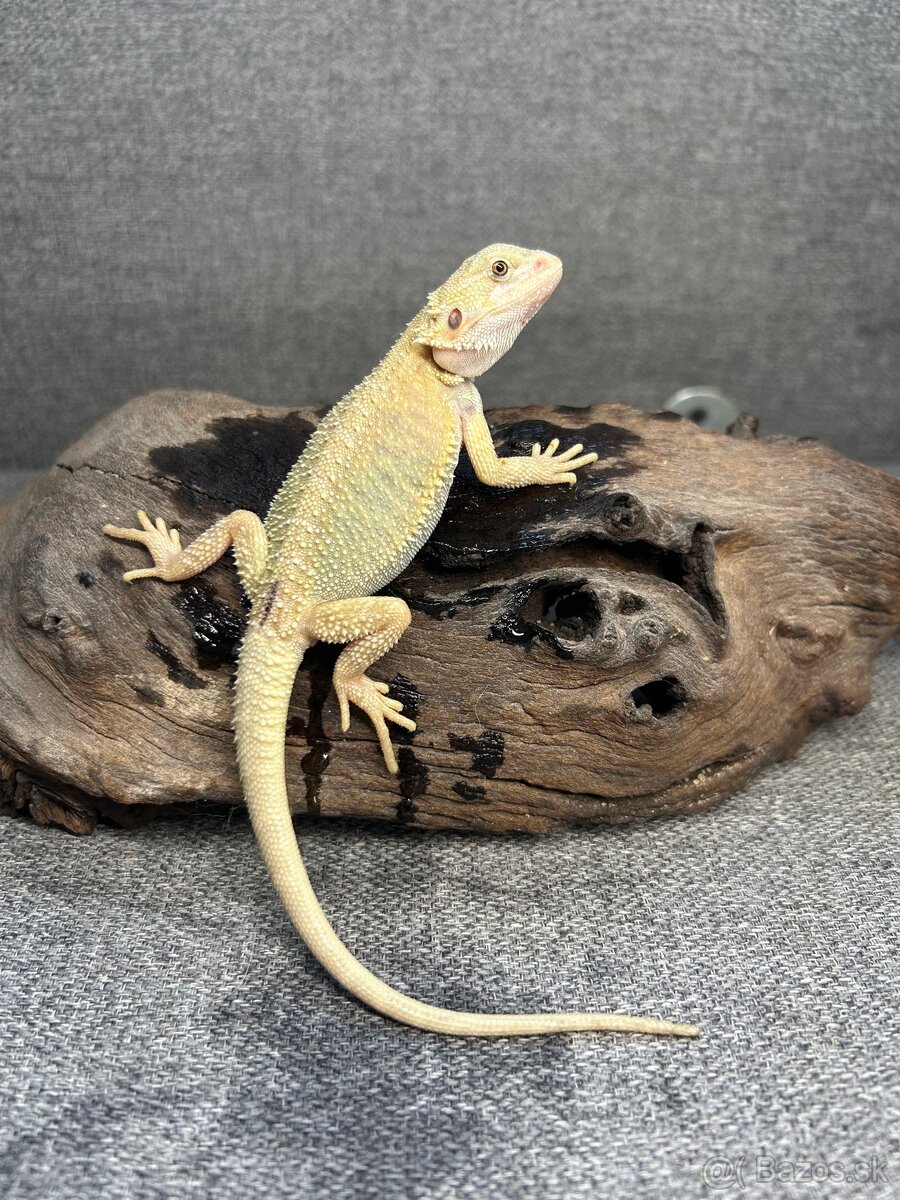 Agama bradatá Het Zero a Citrus mláďatká - 2