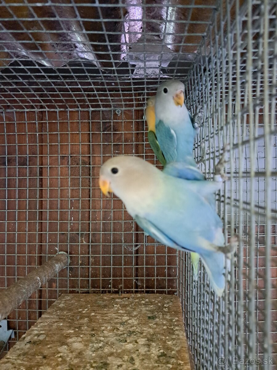 Agapornis ružovohrdlý - 2