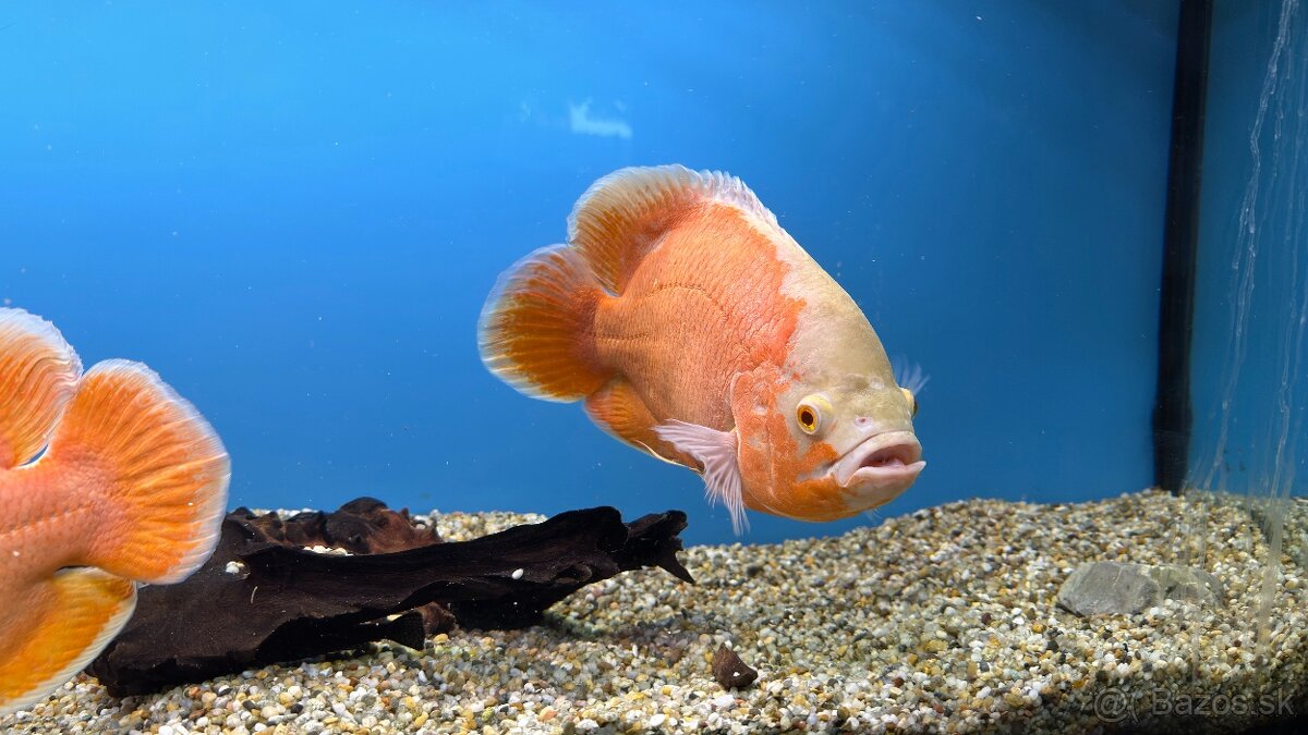 Astronotus ocellatus – Red chili - 2