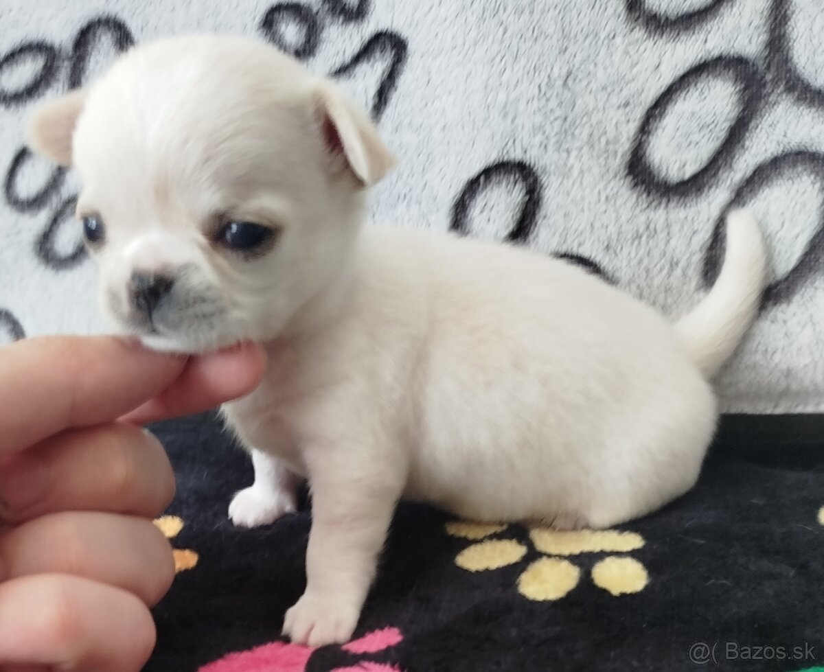 Čivava mini psík krátkosrstý - 2