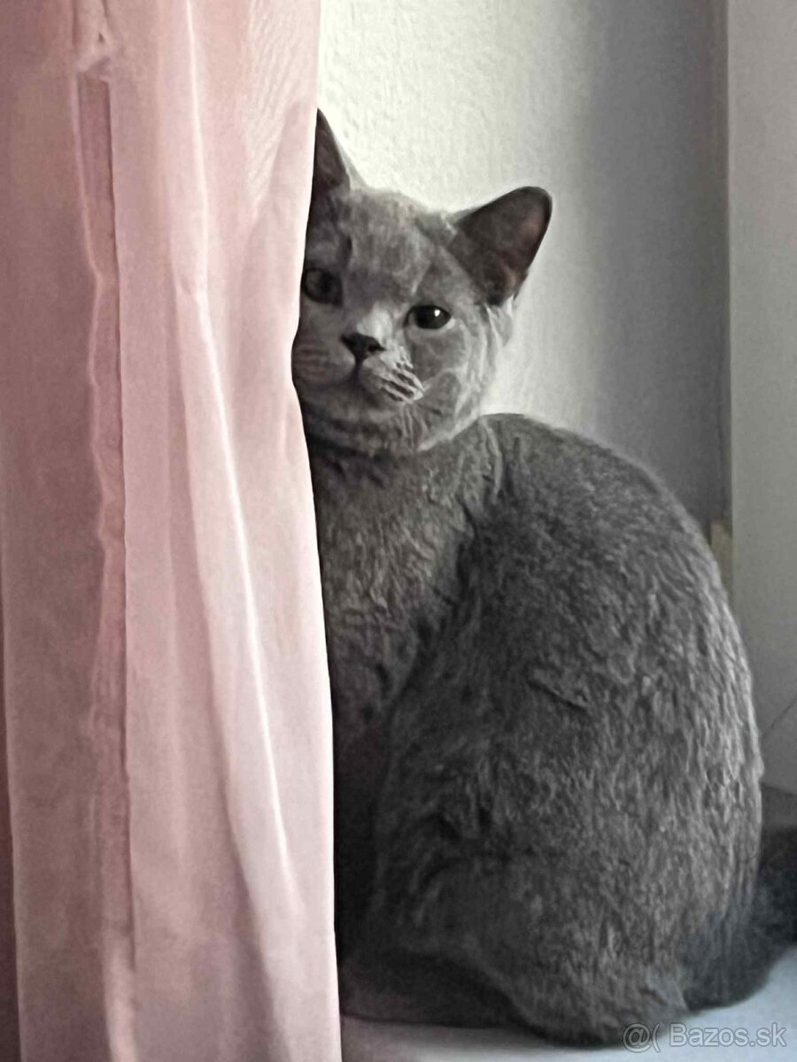 Britská modrá mačka, kocúr - 2