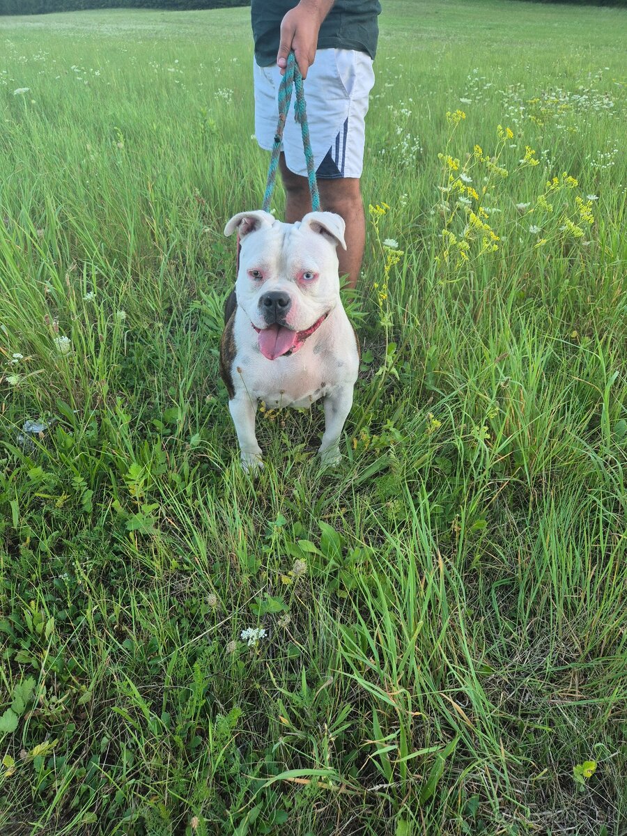 Predam spapermi je aj ,a čipovana - 2