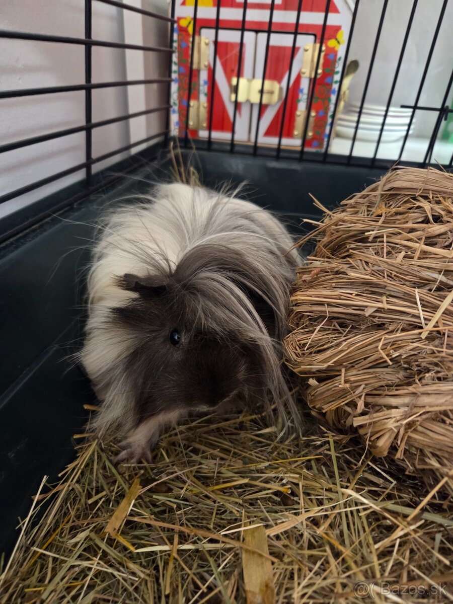 Predám krásne dlhosrsté morské prasiatka - 2