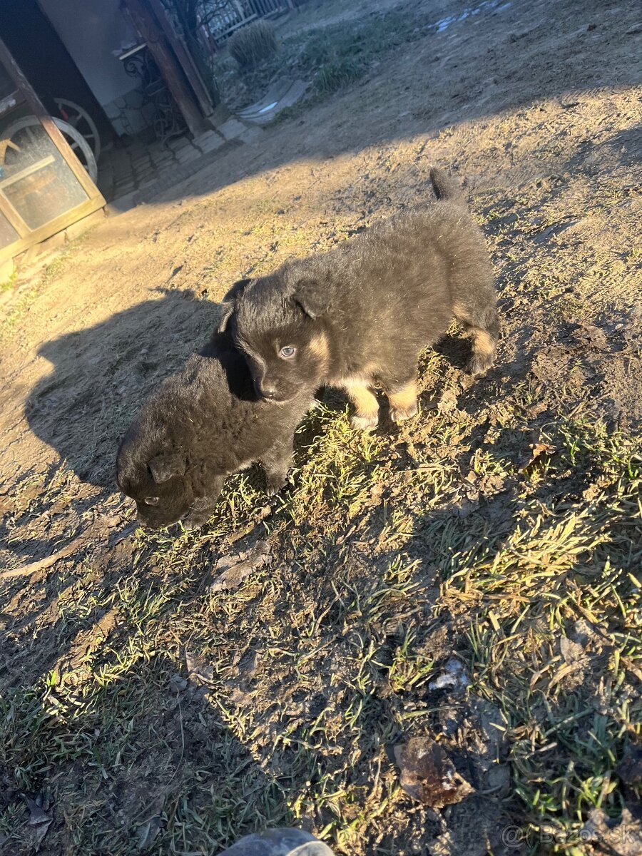 Darujem štenatá - 2