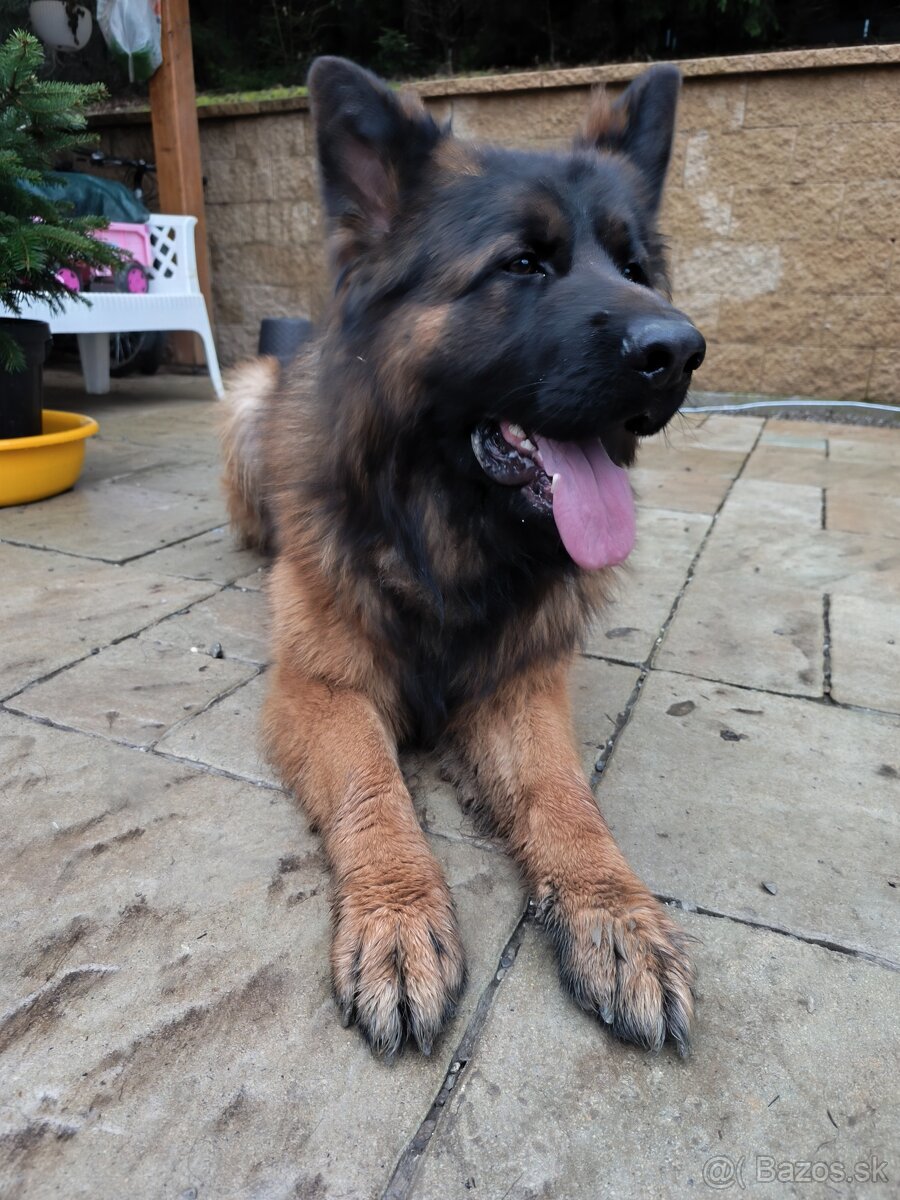 Dlhosrstý nemecký ovčiak - 2