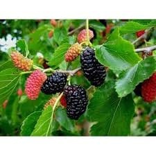 MORUŠOVÝ džem - 2