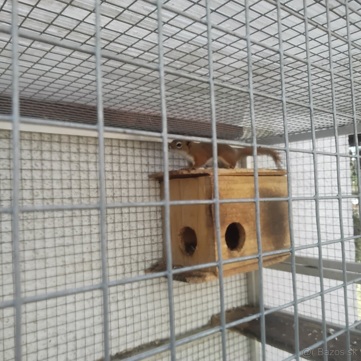 Kanadská veverička 1r samec - 2