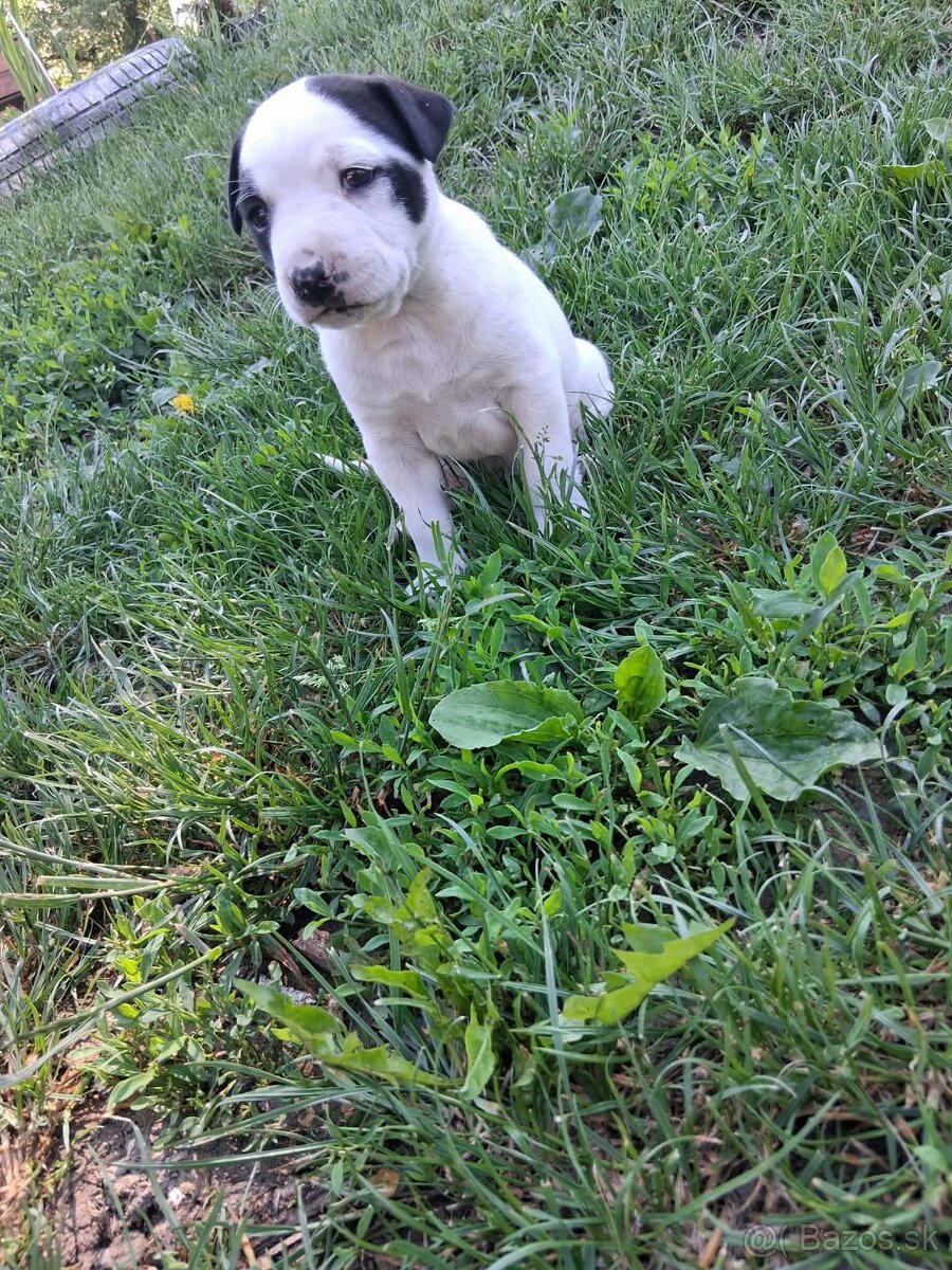 Pitbull - 2