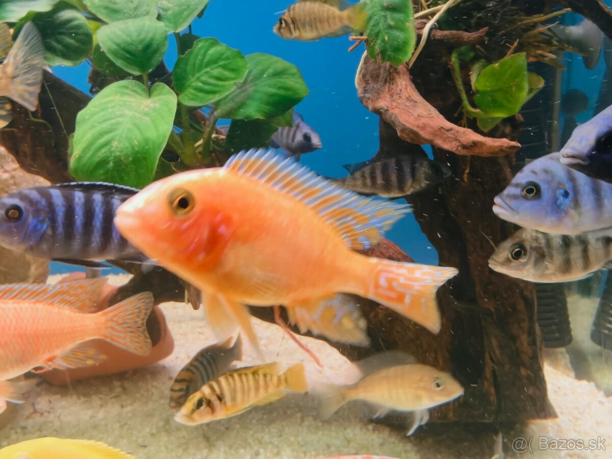 Africke cichlidy - 2
