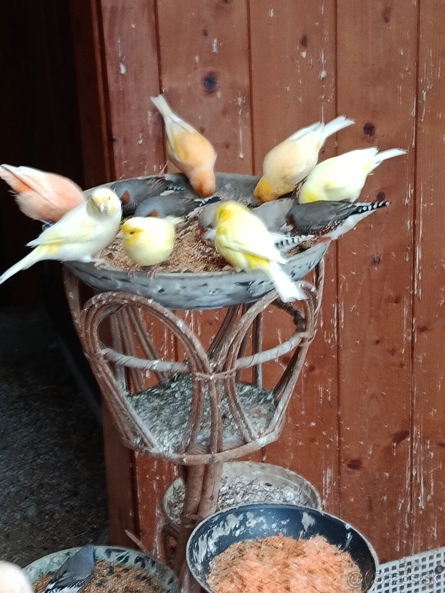 Kanáriky, zebričky, ryžovníci, holúbky - 2