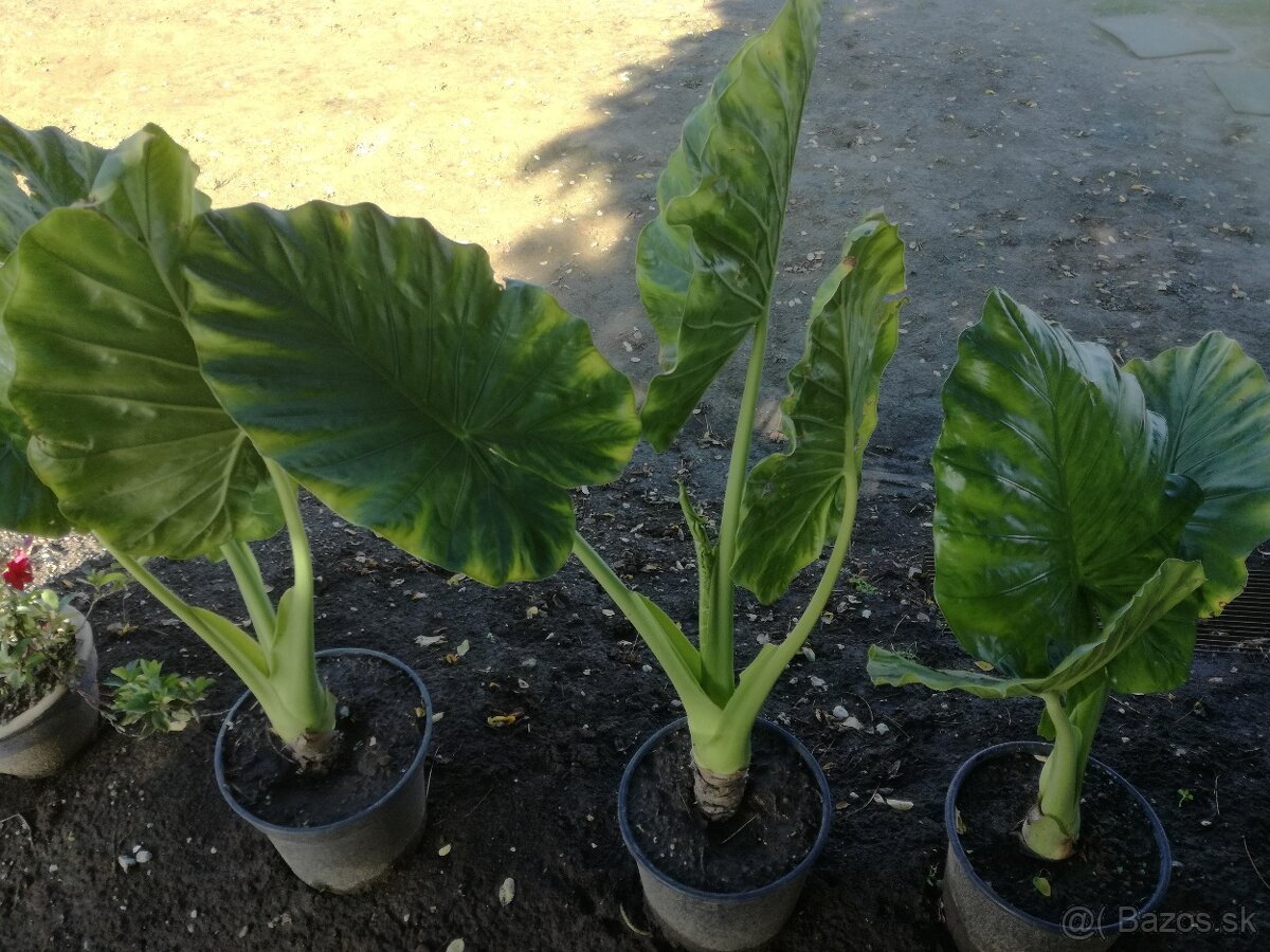 Predam Alocasia Gigantea/Macrorrhiza (Slonie ucho) - 2