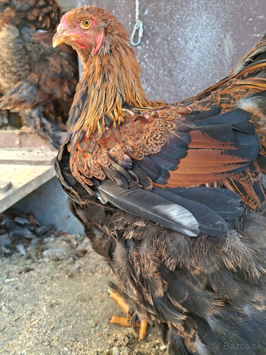 Predám kohúta brahmanky - 2