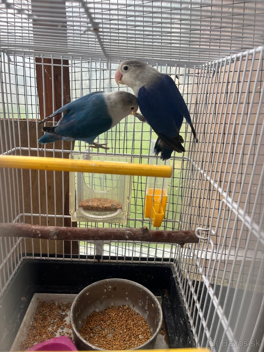 Agapornis fisher par - 2