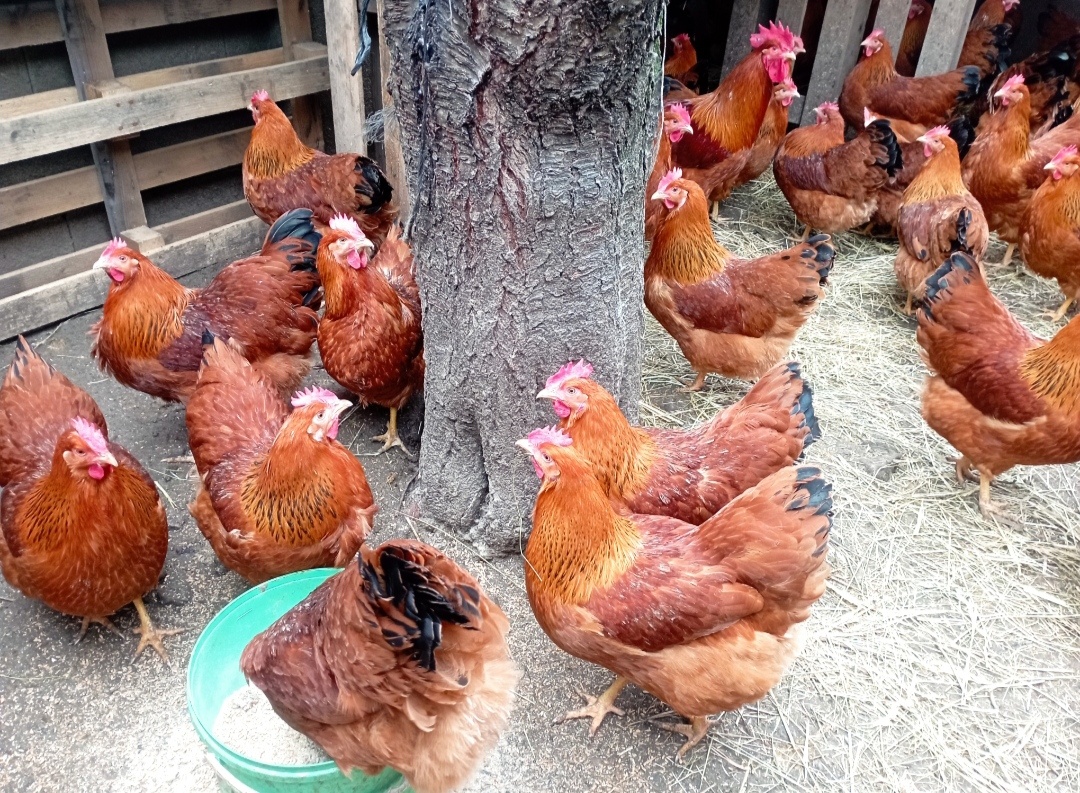 Násadové vajcia Hempšírka - 2