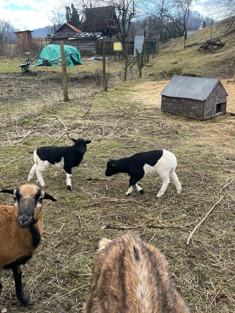 Predám ovečku s jahniatkami. - 2