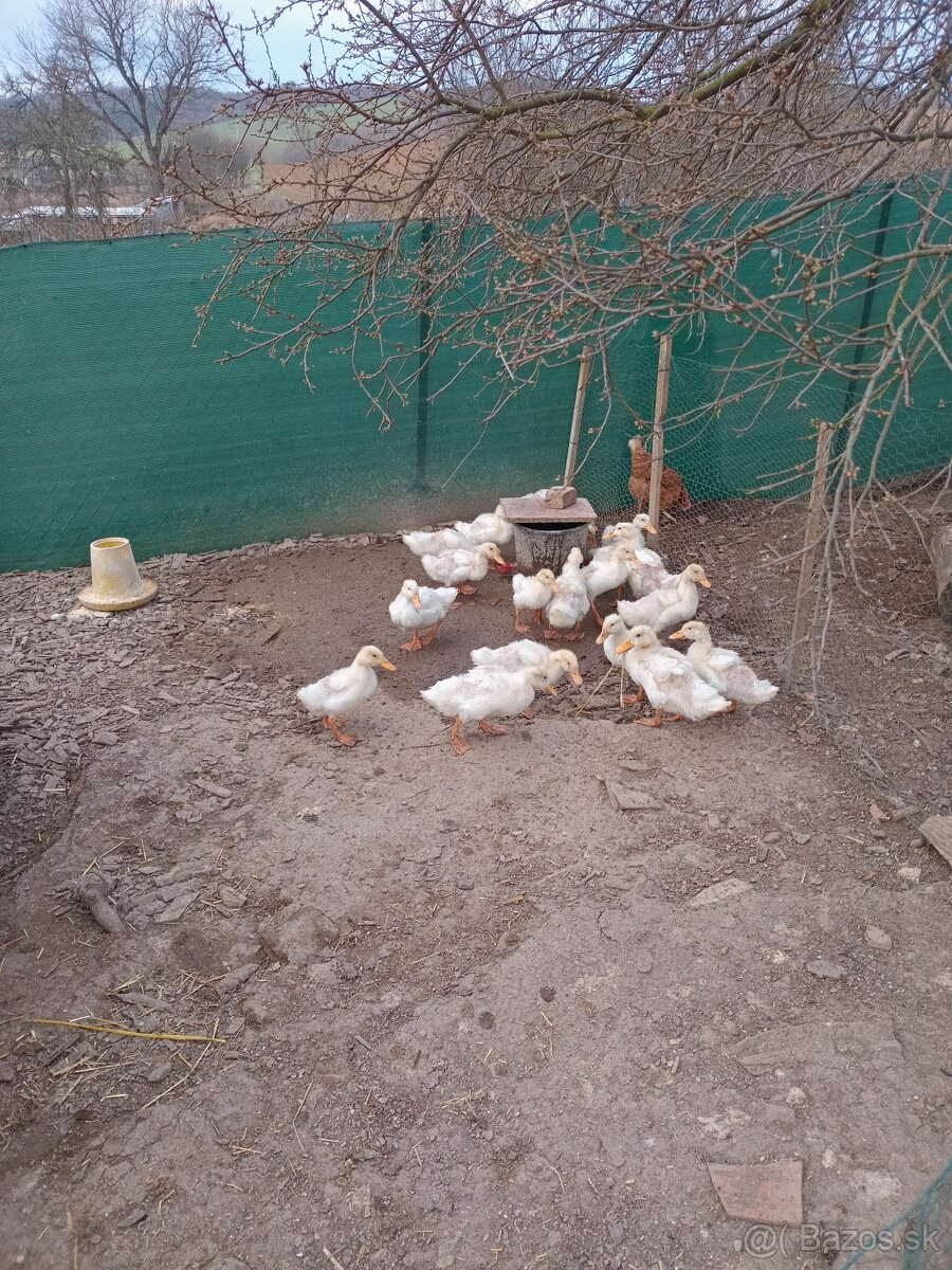 Brojlerové káčatká - 2