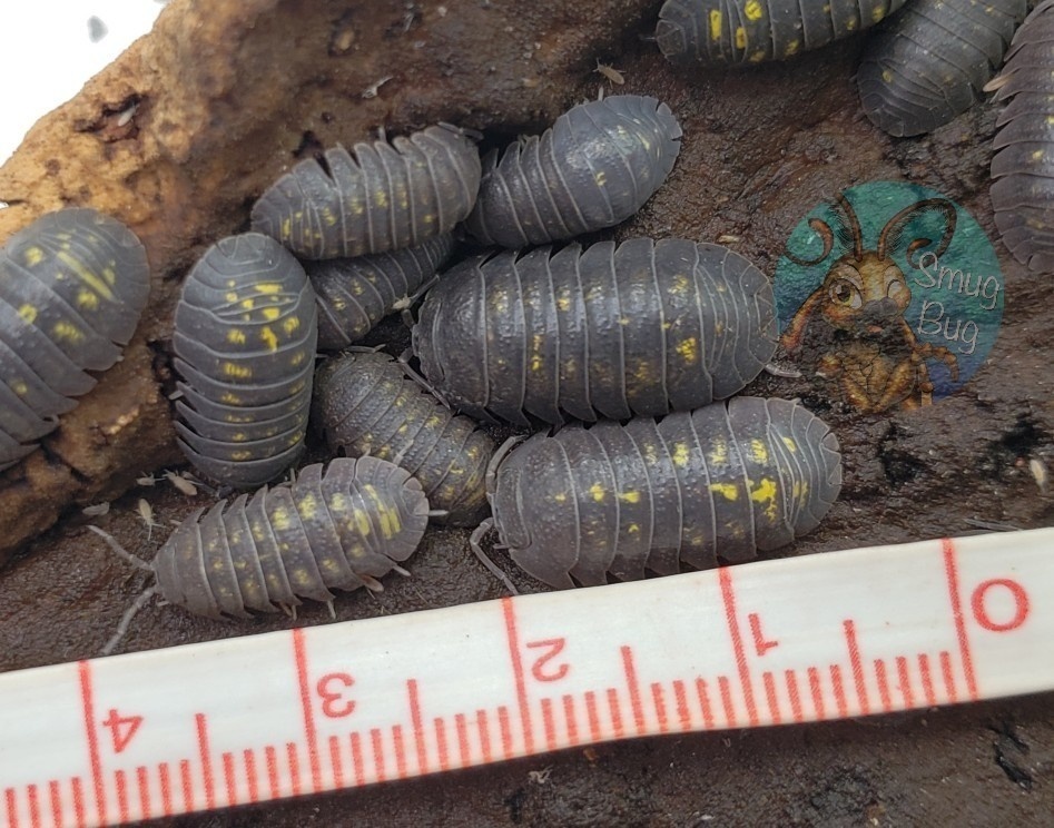 Akcia Armadillidium granulatum - 2