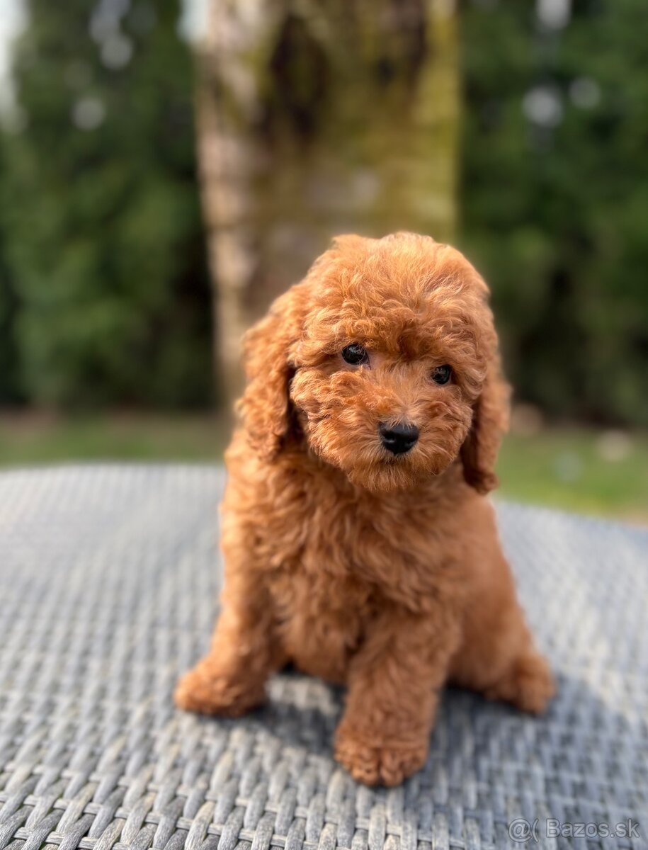 Pudel, pudlik Toy/Trpaslik - 2