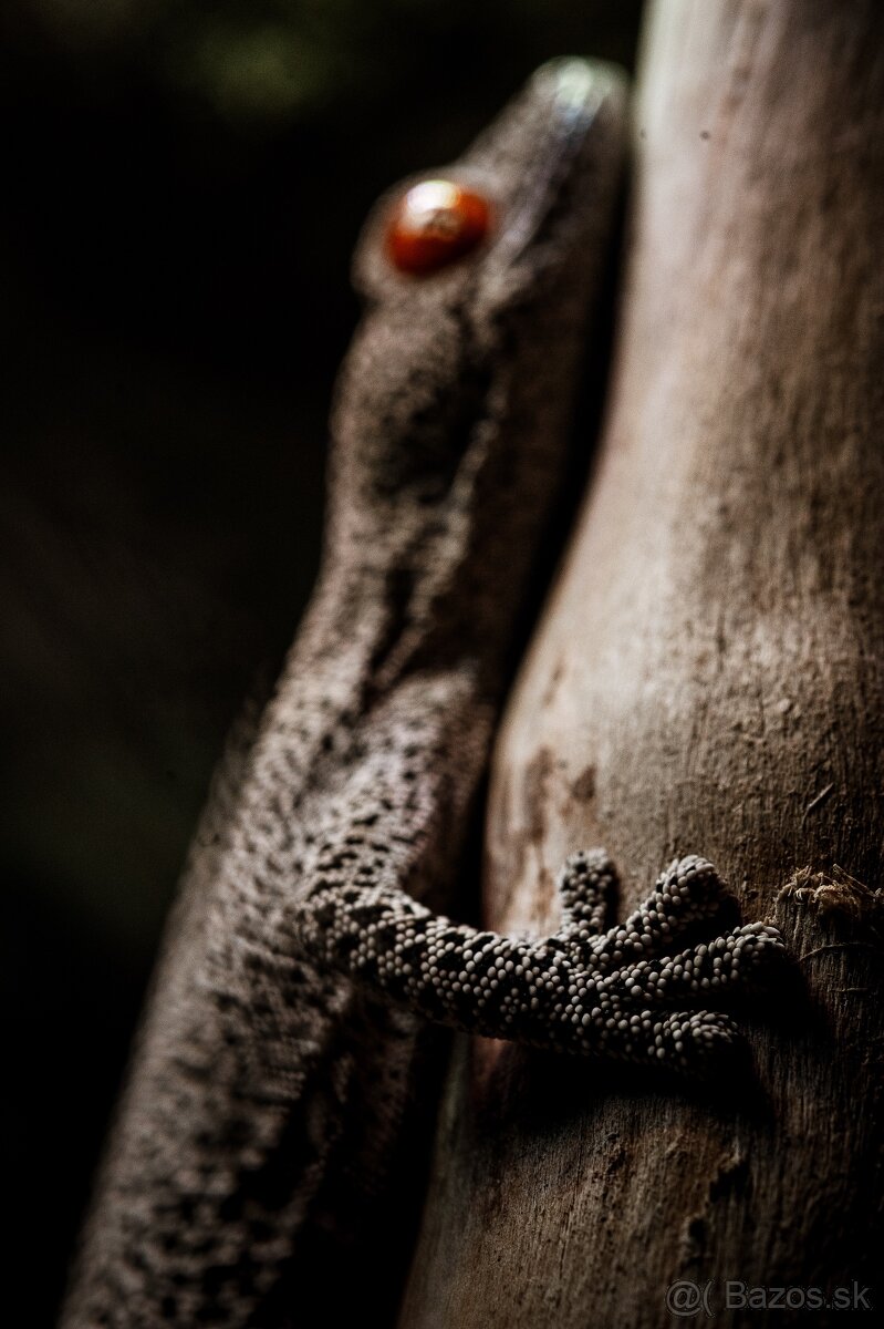 Strophurus taenicauda - 2