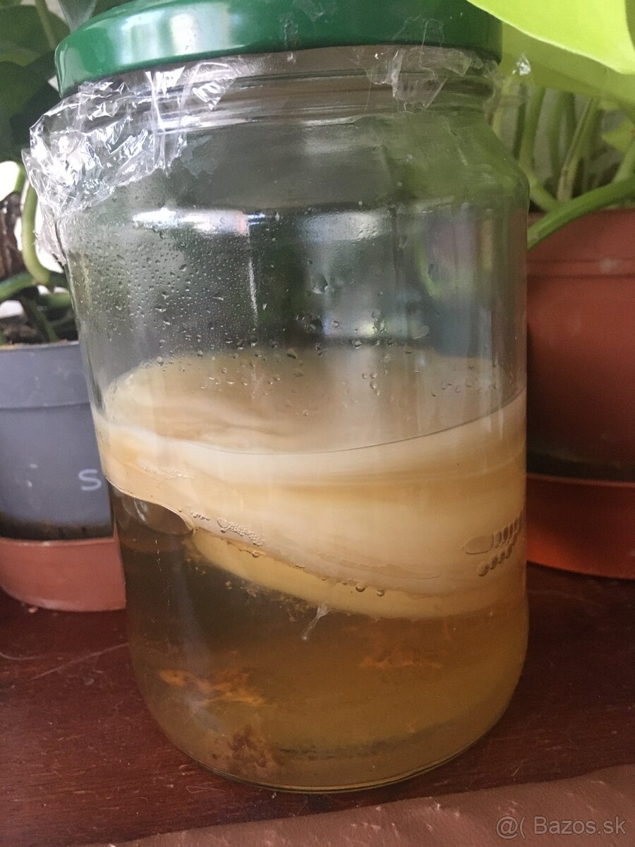 kombucha - 2