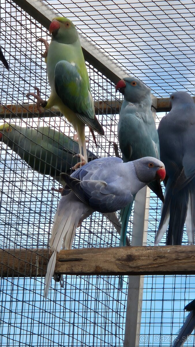 Alexander malý opaline HCH 03/25 - 2