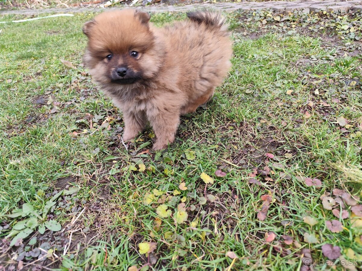 Nemecký Špic malý - 2