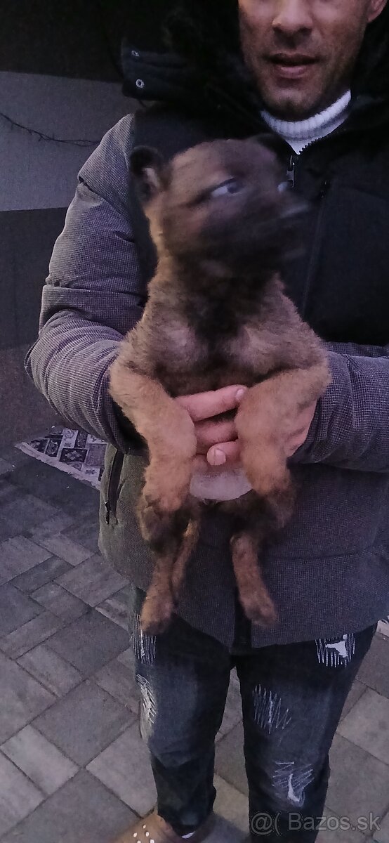 Predám sučku po dobrých rodičov - 2