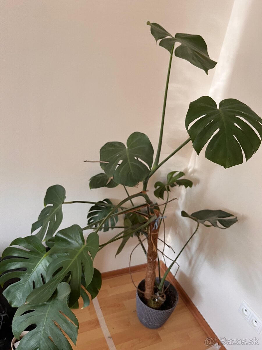 Monstera deliciosa 160cm - 2