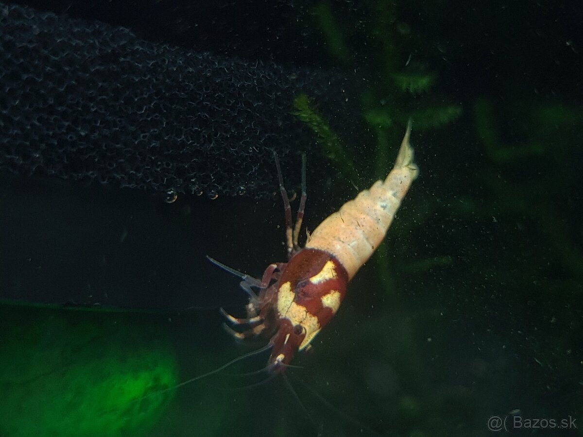 Predám krevetky Pinto Spotted Head - 2