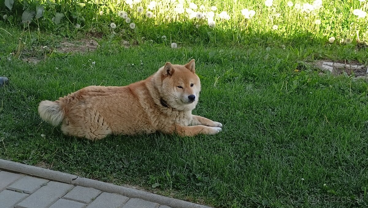 Predám fenku Shiba inu - 2