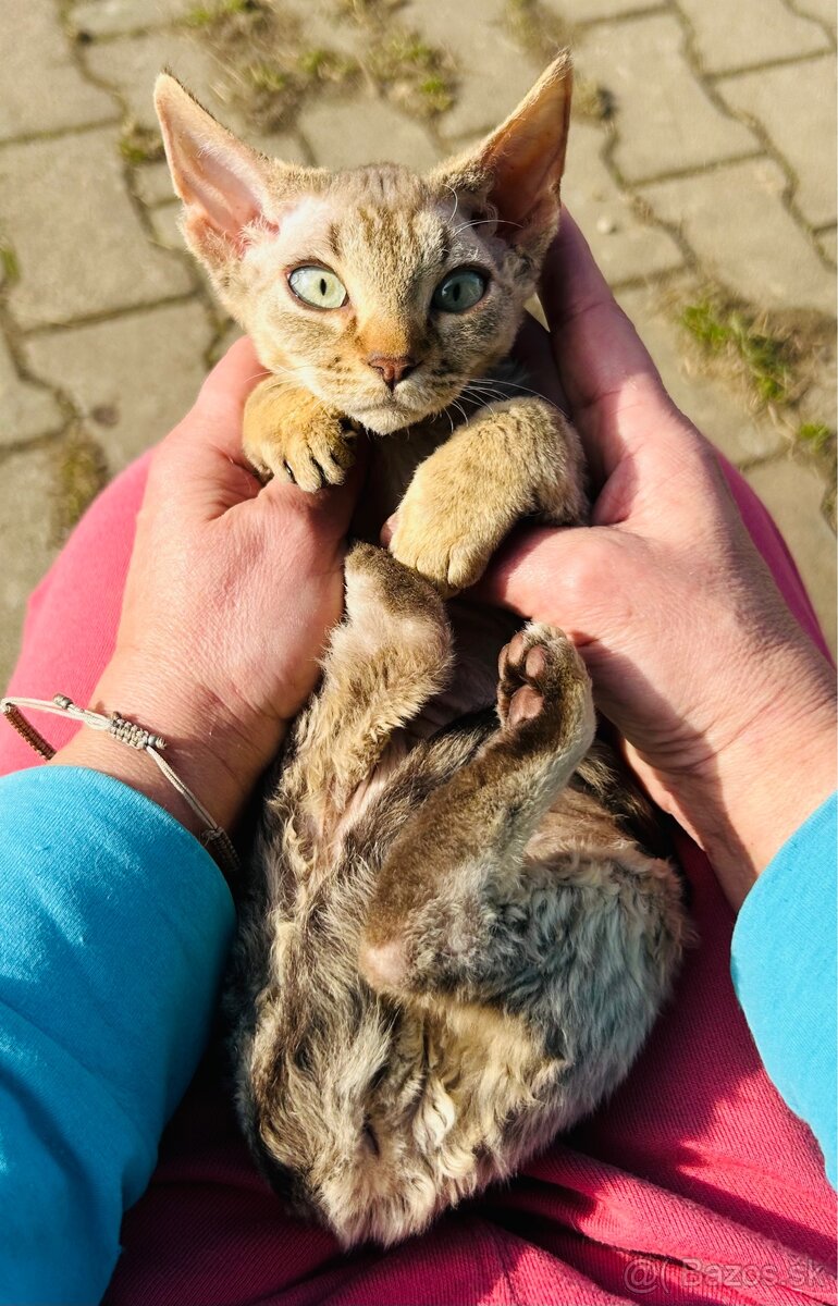 Devon Rex z PP kocur - 2