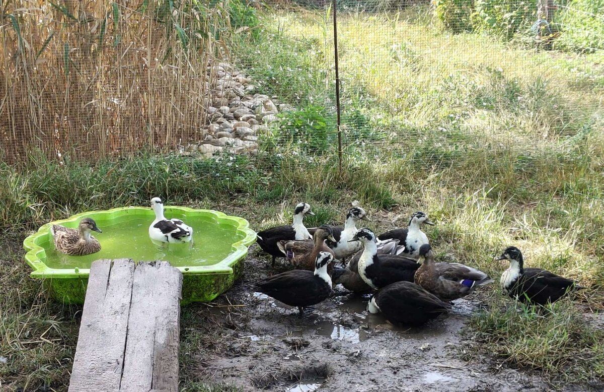 Predám zdrobnené kačičky - 2