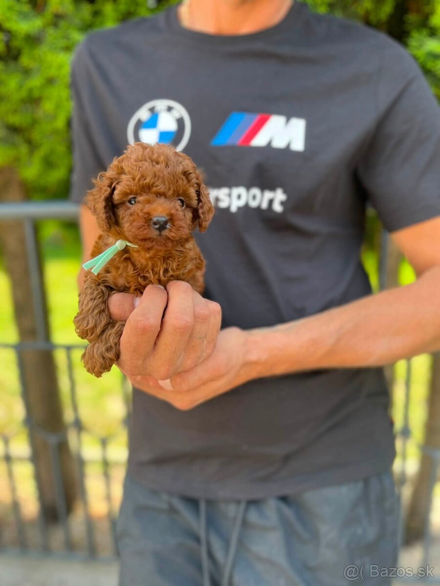 toy pudlik - 2